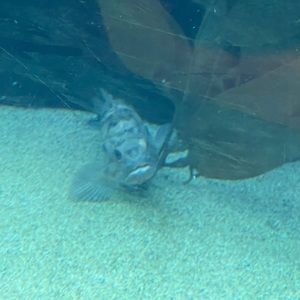 Meet your Posher, Logan